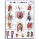 Mapa Sistema Respiratório Dobrado- Gigante 120 X 90cm - Enfermagem - Medicina