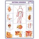 Mapa Sistema Urinário Do Corpo Humano 120x90 Cm - Medicina - Enfermagem - Dobrado