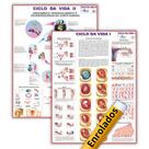 Mapas de Anatomia Humana Enrolados: Ciclo da Vida 1 + Ciclo da Vida 2 Mapas de Anatomia Humana Enrolados: Ciclo da Vida 1 + Ciclo da Vida 2