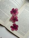 Marca Página flor natural quaresmeira rosa