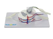 Medula Espinhal Ampliada. Modelo Anatômico