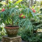 Merthiolate - Jatropha multifida - Planta Ornamental Exótica