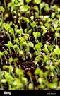 Microverdes de Chicória Verde/Catalogna (Folha Larga) - 700mg de Sementes