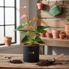 Mini Antúrio Rosa - Planta Ornamental de 15 cm com Folhas Brilhantes