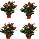 Mini Antúrio Vermelho 4 Un Planta Adulta E Natural Exótica