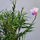 Mini arundina (mini orquídea bambu) Mini arundina (mini orquídea bambu)
