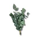 Mini Buquê Eucalipto 20 cm De Flor De Corte Decoração Desidratada