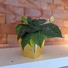 Mini Cachepot Com Folhagem Verde Artificial Kit com 2 unids