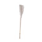 Mini Capim dos Pampas Preservado
