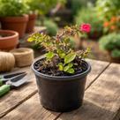 Mini Coroa de Cristo Vermelha - Euphorbia milii - Planta Ornamental Mini Coroa de Cristo Vermelha - Euphorbia milii - Planta Ornamental
