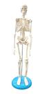 Mini Esqueleto Humano 45cm Articulado Base Anatomic Profissi Mini Esqueleto Humano 45cm Articulado Base Anatomic Profissi