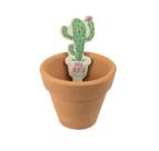 Mini Horta Cactos