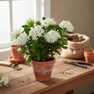 Mini Ixora Branca - Planta Compacta e Charmosa para Jardins e Interiores