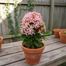 Mini Ixora Rosa - Arbusto Compacto e Ornamental Mini Ixora Rosa - Arbusto Compacto e Ornamental