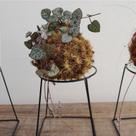 Mini kokedama de coração emaranhado acabamento neutro