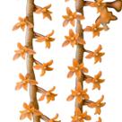 Mini Orquidea Aeangis Chamaeangis Hildebrandtii Planta Rara