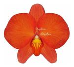 Mini Orquídea Sophronitis Grandiflora Planta Adulta