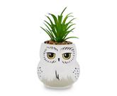 Mini plantador Silver Buffalo Harry Potter Hedwig com suculenta