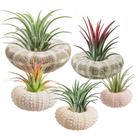 Mini plantadores de conchas de ouriço-do-mar ANPHSIN, pacote com 5, 3,5 a 9,5 cm