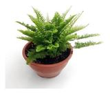 Mini Samambaia Havaiana Planta Natural Exótica Rara Jardim Decoração Em Vaso 12