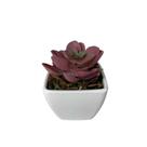 Mini Suculenta Artificial Vaso de Plástico Branco