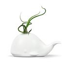 Mini suporte de cerâmica para plantas aéreas/suculentas Genuine Fred Whale