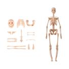 Modelo 3D Desmontável Da Estrutura Do Corpo Humano Para Crianças, Órgãos E Ossos, Brinquedo De