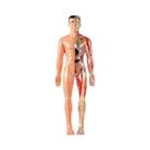 Modelo 3D Desmontável Da Estrutura Do Corpo Humano Para Crianças, Órgãos E Ossos, Brinquedo De