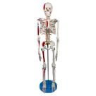 Modelo Anatomic Didático de Esqueleto Humano Articulado de 85cm Modelo Anatomic Didático de Esqueleto Humano Articulado de 85cm