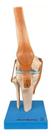 Modelo Anatômico Articulação Joelho Com Ligamentos Anatomic Modelo Anatômico Articulação Joelho Com Ligamentos Anatomic