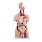 Modelo Anatômico Bissexual do Torso Humano, com 24 partes - coluna exposta