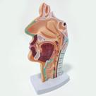 Modelo Anatômico da Cavidade Nasal, Oral, Laringe e Faringe Vista Sagital Modelo Anatômico da Cavidade Nasal, Oral, Laringe e Faringe Vista Sagital