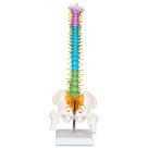 Modelo anatômico da coluna vertebral breesky Scientific Mini com suporte de 15,5 cm Modelo anatômico da coluna vertebral breesky Scientific Mini com suporte de 15,5 cm