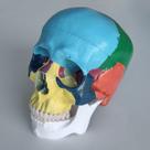 Modelo Anatômico de Crânio Humano Colorido, em Tamanho Real com Calota Removível e Mandíbula Articulada Modelo Anatômico de Crânio Humano Colorido, em Tamanho Real com Calota Removível e Mandíbula Articulada