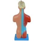 Modelo Anatômico de Torso Humano de 28cm em 15 Partes Desmontáveis