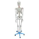 Modelo Anatômico Esqueleto Humano Articulado Didático 170cm Tamanho Real Médio Escolar