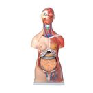Modelo Anatomico Torso Humano Bissexual 85cm 30 Partes