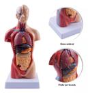 Modelo Corporal para aprendizagem anatomia humana - Tronco