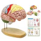 Modelo de anatomia: cérebro humano, 1,5 vezes em tamanho real com rótulos New Horizon