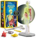 Modelo de anatomia: corpo humano da National Geographic com brilho (32 unidades)