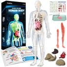 Modelo de Anatomia GobideX - Esqueleto Humano (40 Peças) - 8+ Anos