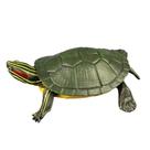 Modelo de brinquedo Brazilian Tortoise educativo para crianças