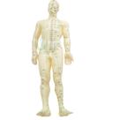 Modelo de corpo humano - Masculino