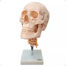 Modelo De Crânio Com Coluna Cervical Tamanho Natural