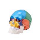 Modelo de crânio humano VEVOR, anatomia pintada em tamanho real, PVC