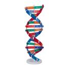 Modelo de DNA Yinhing em espiral dupla colorido com base e tampa