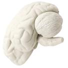 Modelo de estrutura cerebral SOLUSTRE 3D Cérebro humano PVC branco