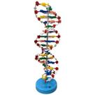 Modelo Didático da Estrutura Molecular de DNA para Ensino