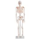 Modelo do esqueleto humano de 85cm