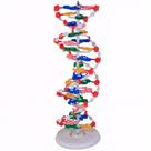 Modelo dupla hélice de dna - estudo de biologia